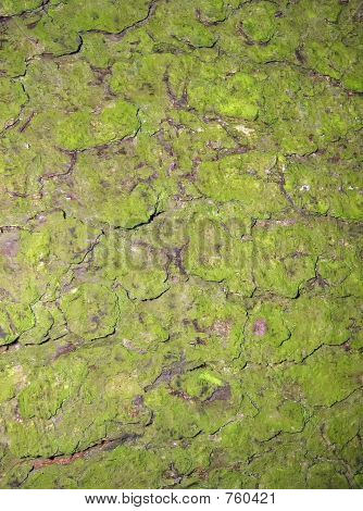 Texture corteccia