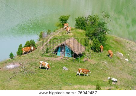 herd of cows are pasturing along Uvac River bank, Serbia