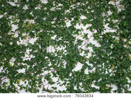 The Green Creeper Plant On A White Wall