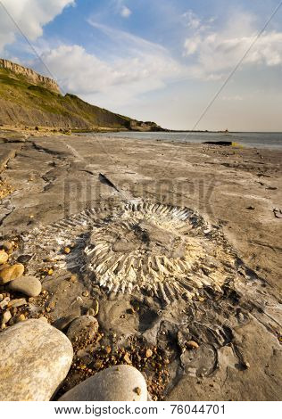 Fossil Hunting On The Dorset Coastline