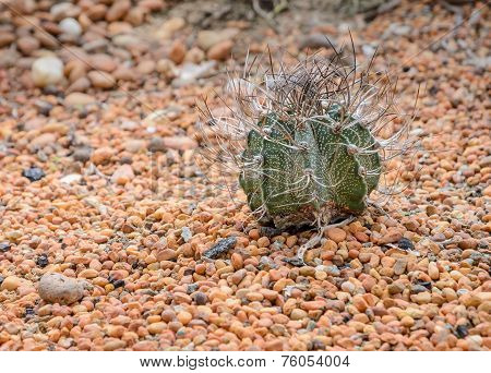 Goat's Horn Cactus On Colorful Stone