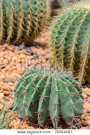 Melon Cactus On Colorful Stone