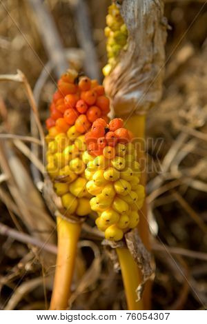 Arum Italicum Fruits