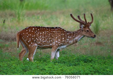 Chital or the Spotted Deer (Axis axis)