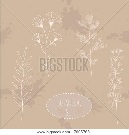 Botanical flowers set elements. Hand drawn illustration