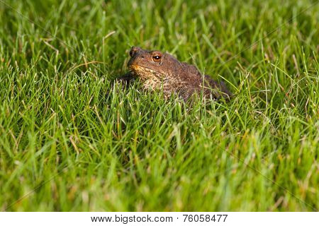Gray frog sitting on green grass