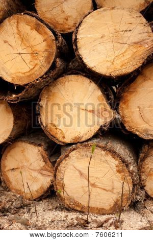 Deforestazione e nuove runaways degli alberi