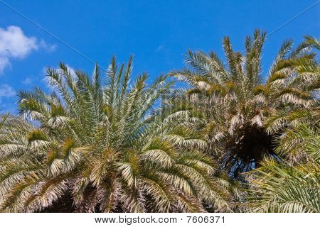 Las Palm Preveli