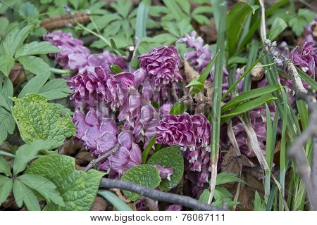 Pink flower