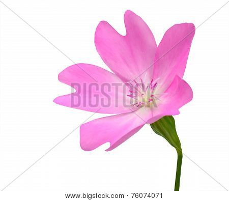 Pink Wildflower With Green Stick Isolated On White Background