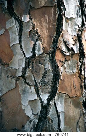 Tree bark