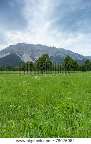 Trees On A Meadow