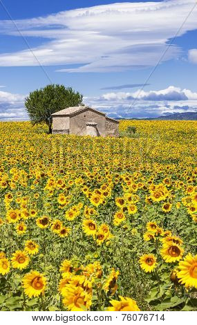 Vertical Landscape With Sunflower
