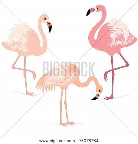 Flamingos