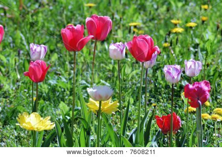 Tulipány