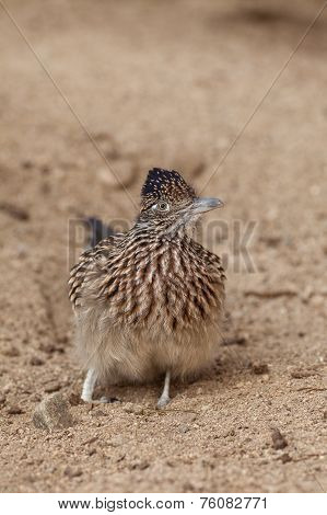 Roadrunner