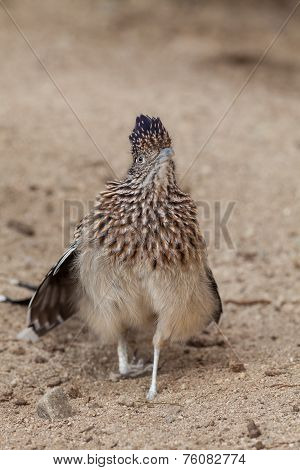 Roadrunner