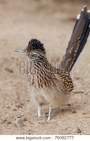Roadrunner
