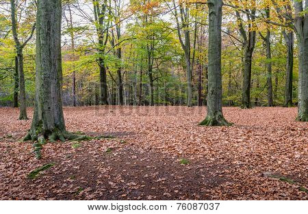 Stately Old Oak Trees In The Autumn Forest