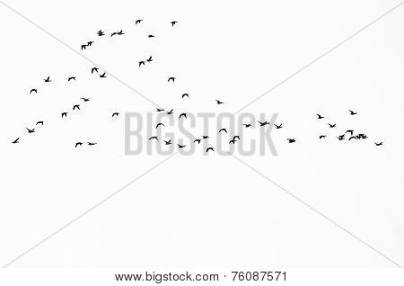 Flock Of Ducks Silhouetted Against A White Background