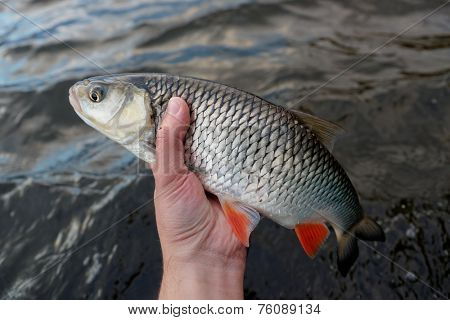Chub in fisherman's hand against water surface