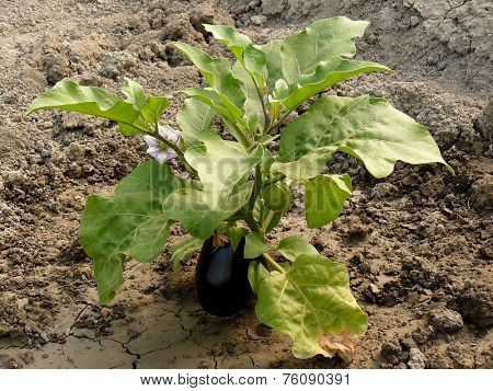 growing eggplant with fruits and flower