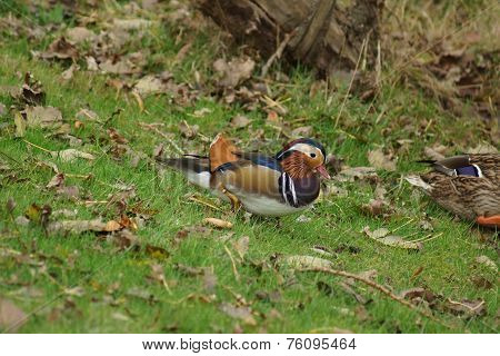 Mandarin Duck - Aix Galericulata