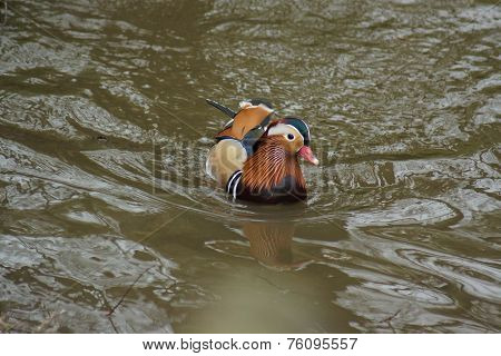 Mandarin Duck - Aix Galericulata