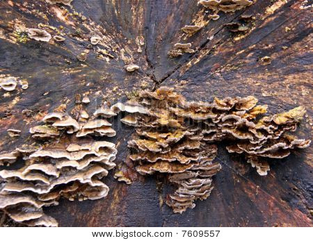 Support de champignons