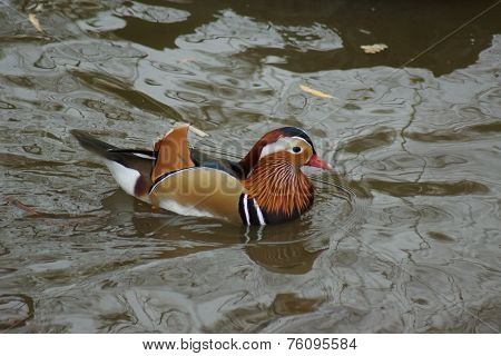 Mandarin Duck - Aix Galericulata