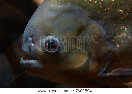 Red-bellied Piranha