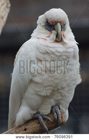 Slender-billed Corella - Cacatua tenuirostris