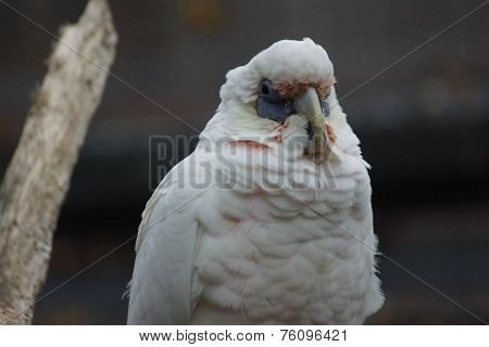 Slender-billed Corella - Cacatua tenuirostris