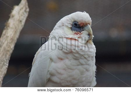 Slender-billed Corella - Cacatua tenuirostris