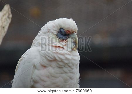 Slender-billed Corella - Cacatua tenuirostris