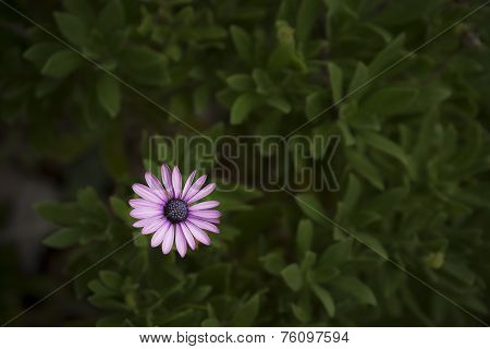 Purple African Daisy