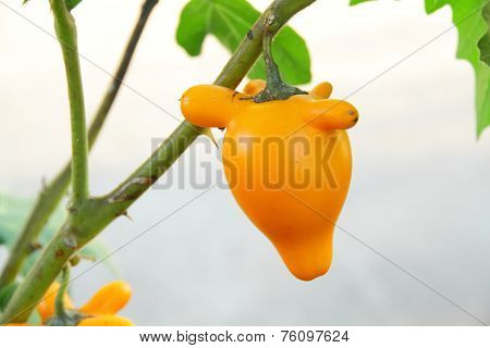 Nipple Fruit