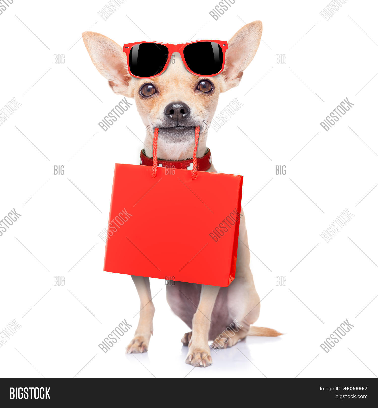 Shopping Dog Image & Photo (Free Trial) Bigstock