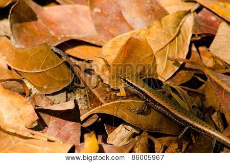 Lizzard On The Leaf