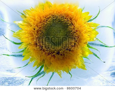 Sunflower In Ice