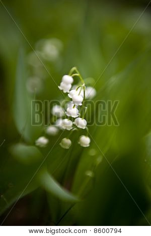 Lily Of The Valley