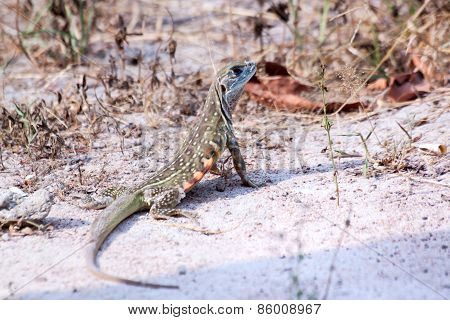 Butterfly Lizard (leiolepis Belliana)