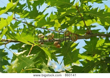 acorn