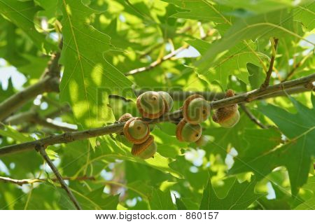 acorn