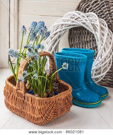 Muskari Sprouts And Blue Rubber Boots