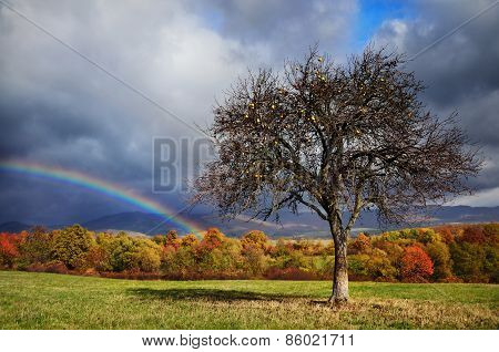 Autumn Tree With Rainbow