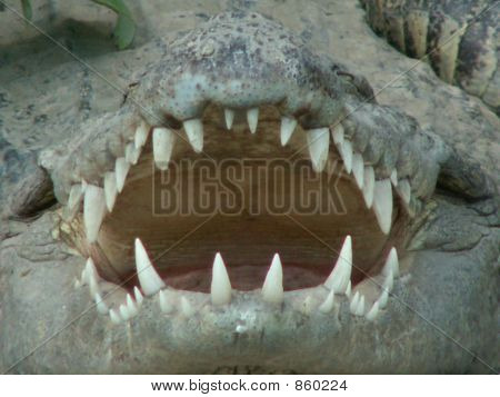 Crocodilos