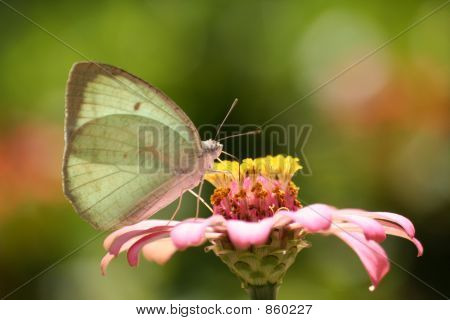 Borboleta