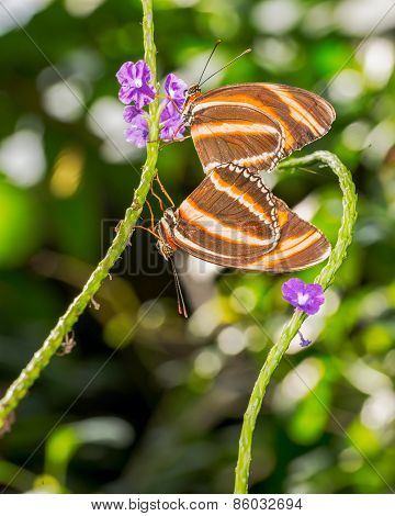 Orange Tiger Butterflies