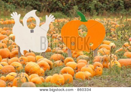 Pumpkin12